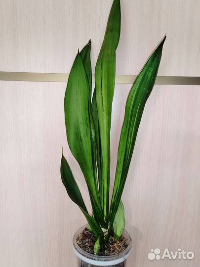 Муншайн мутант бразил, с детками