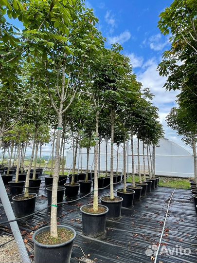 Саженцы