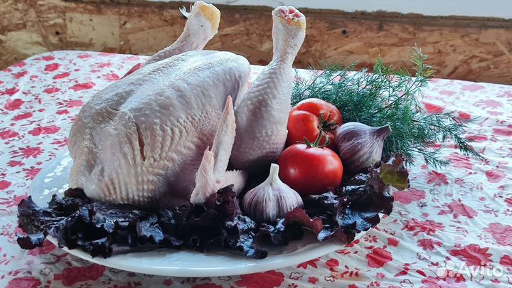 Домашние цыплята бройлеры