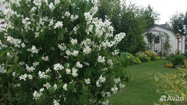 Чубушник венечный (Жасмин садовый)