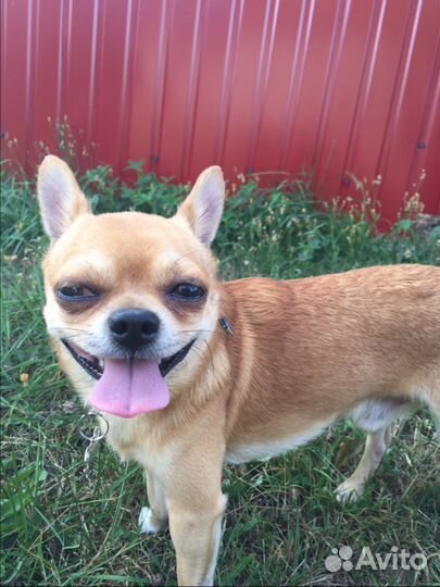 Мальчик чихуа. Инструктор по вязке