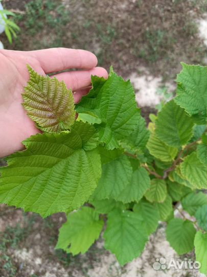 Ремонтантная малина