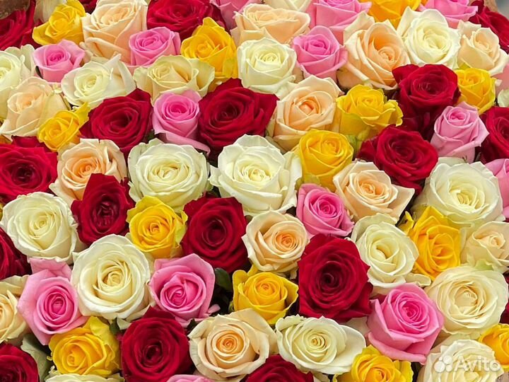 101 роза 51 роза 25 35 45 букет роз Цветы Доставка