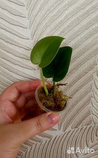 Сциндапсусы и эпипремнумы сортовые