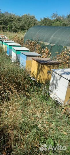 Ульи для пчёл