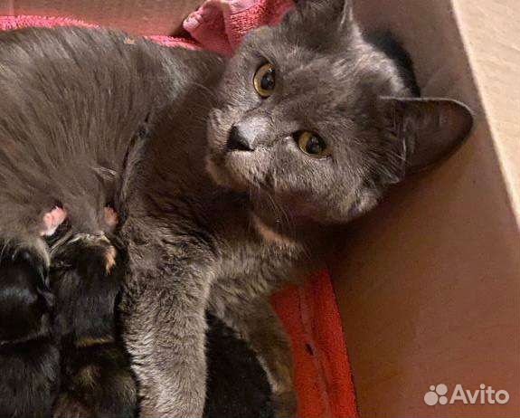 Кошки в добрые руки бесплатно