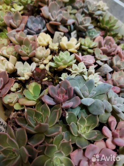 Суккуленты красивые 8