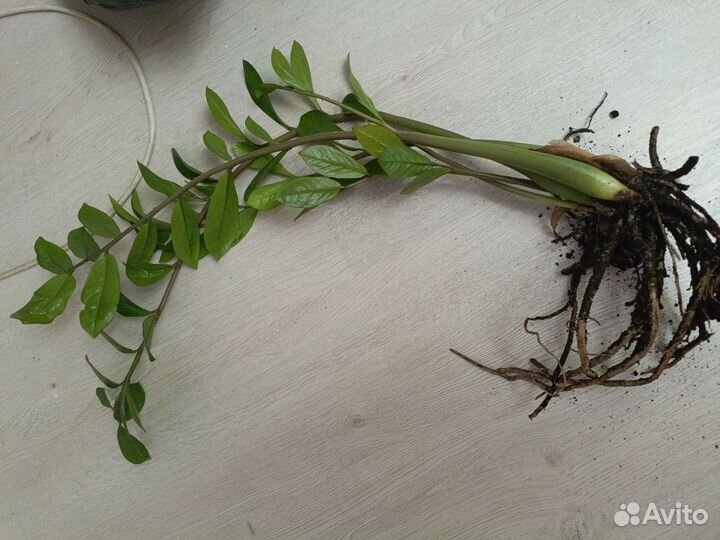 Замиокулькас