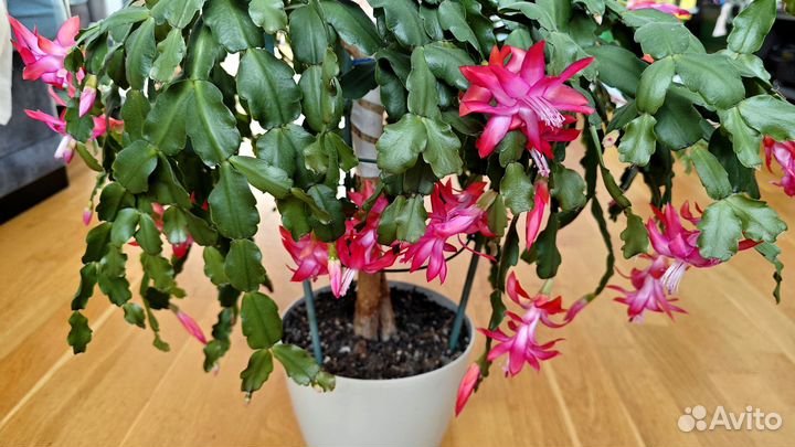 Декабрист на штамбе