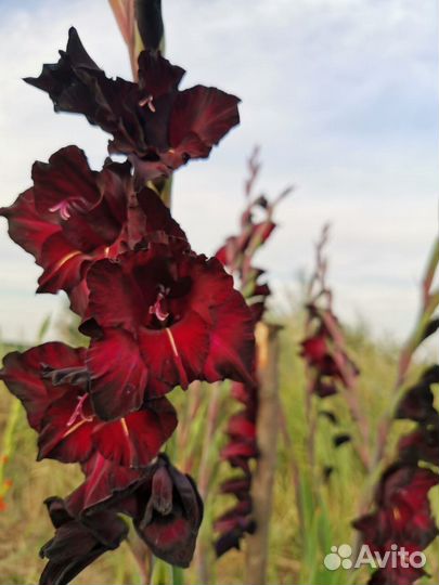 Гладиолусы луковицы