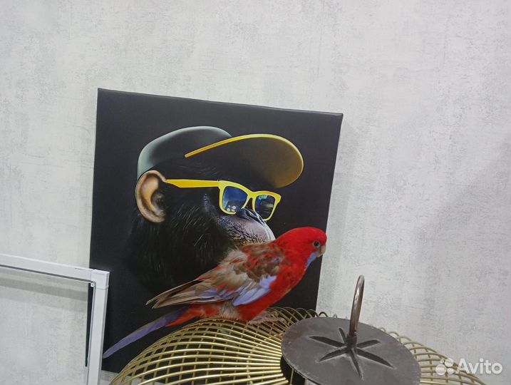 Попугай Розелла