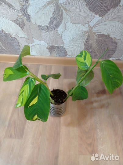 Ктенанта лубберса