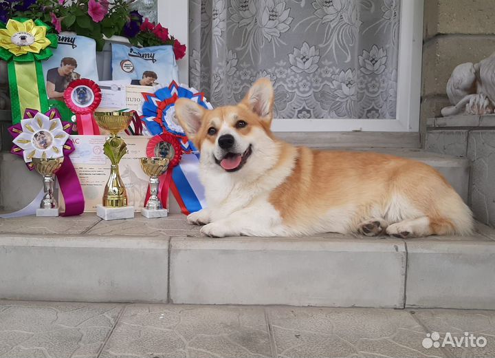 Вельш-корги пемброк