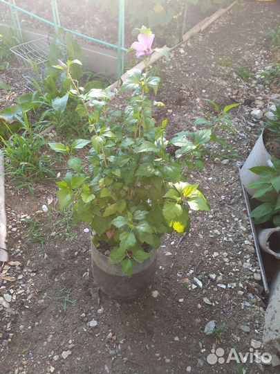 Куст Гебискуса