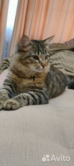 Котик в добрые руки