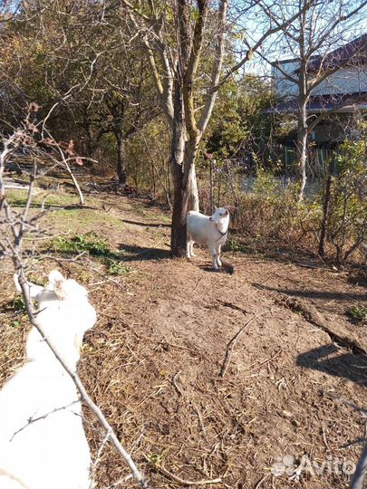 Продаются козы