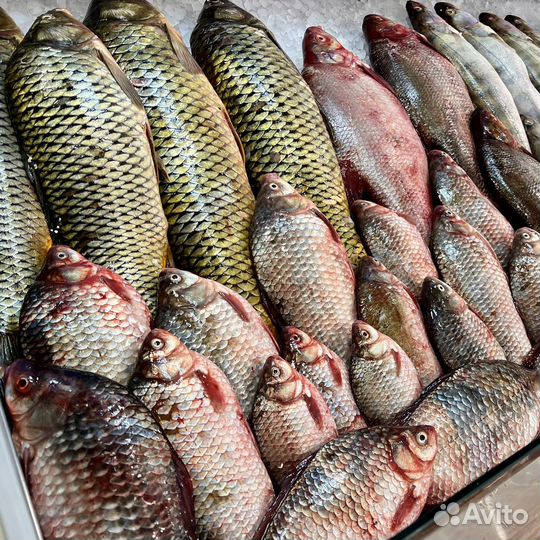 Карась/Щука/Сом/Лещ/Судак