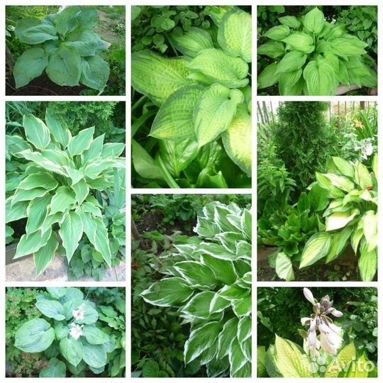 Хвойные растения крупномеры и Хосты