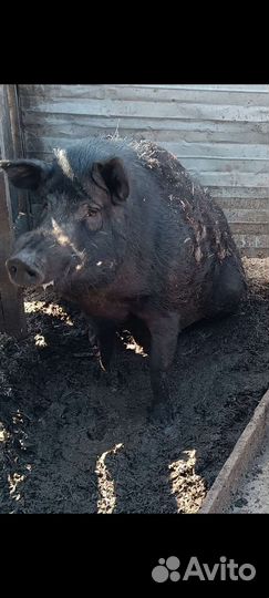 Поросята дикие
