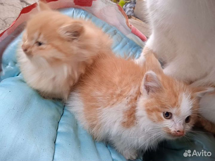 Котята в дар бесплатно