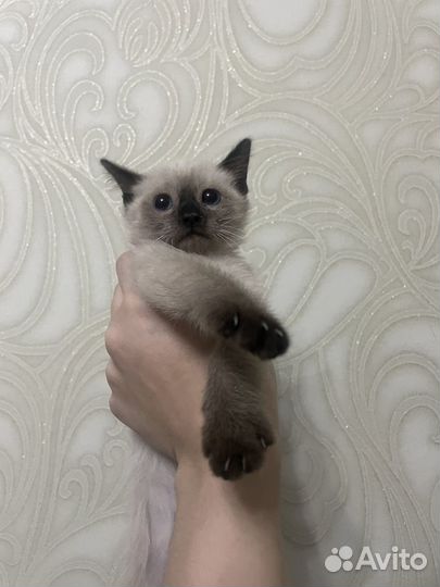 Сиамские котята в добрые руки бесплатно