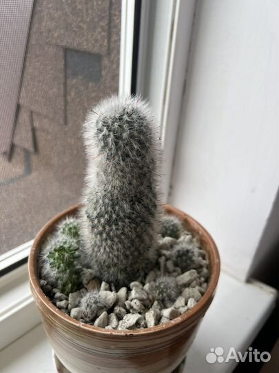 Большой выбор рассады цветов растений адениумы