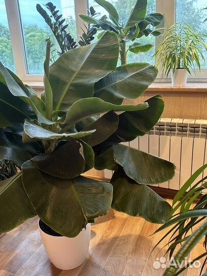 Комнатный банан