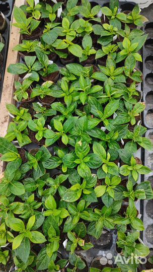 Гортензия Френч Болеро, черенки