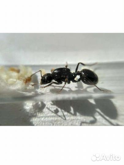 Муравьи Messor Structor (степные жнецы)
