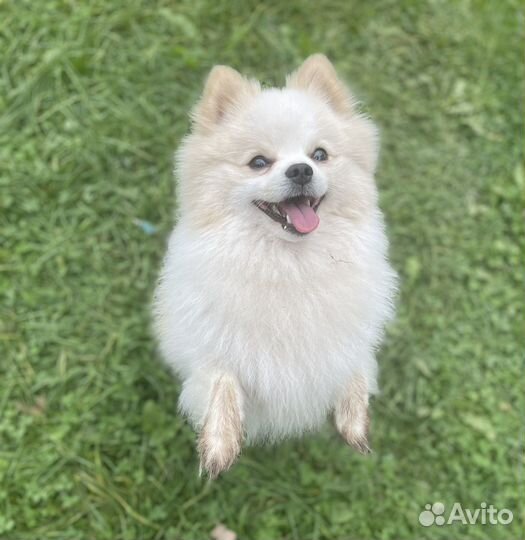 Немецкий шпиц