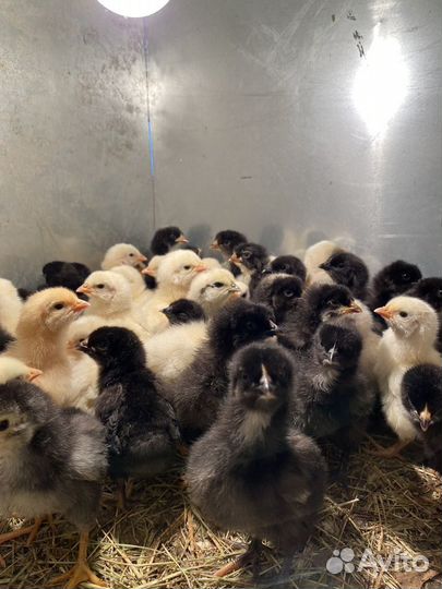 Цыплята