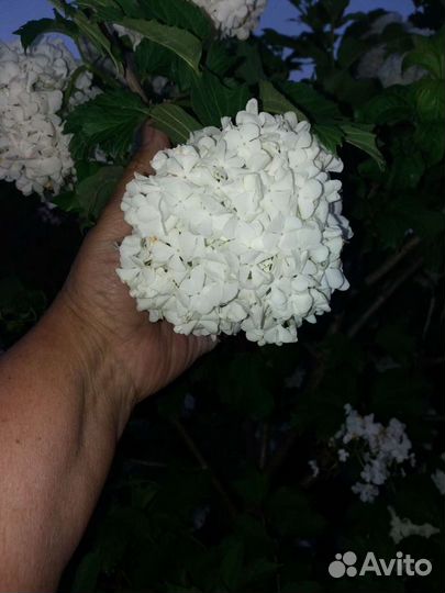 Редкие растения для сада