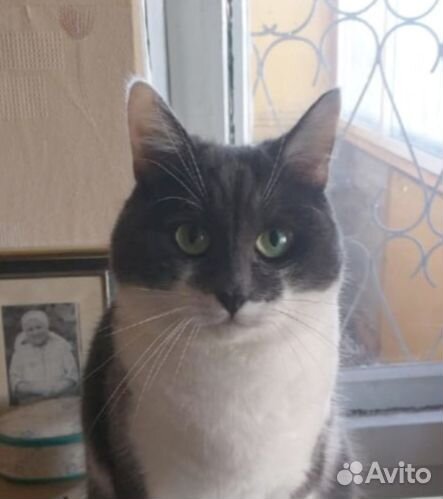 Интеллигентный котик в добрые руки