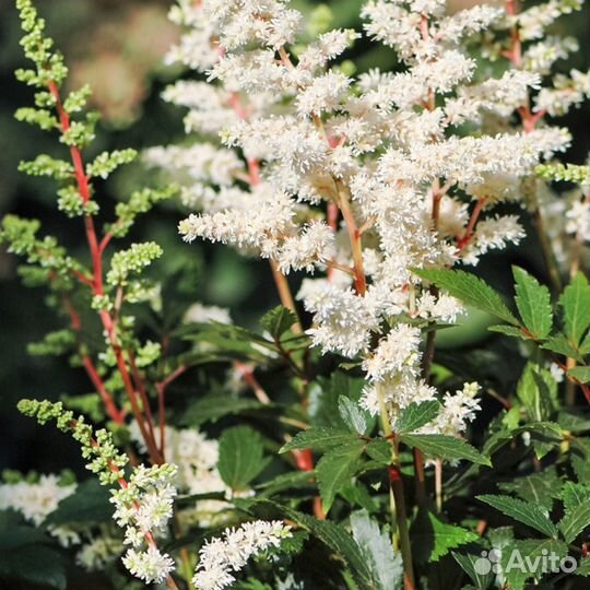 Астильба Уайтберри (1 корневище в горшке р9). Dar