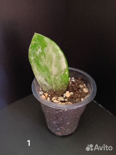 Замиокулькас вариегатный шорт лив