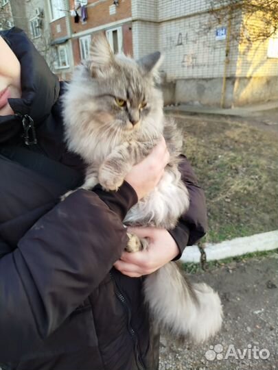 Отдам в хорошие руки, очень добрая,потеряшка