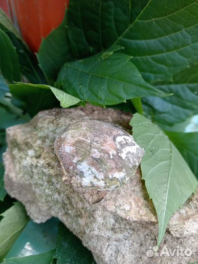 Окаменелости