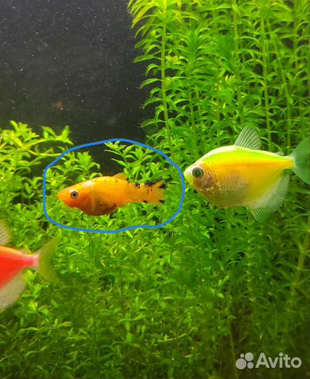 Бесплатно отдам Моллинезию