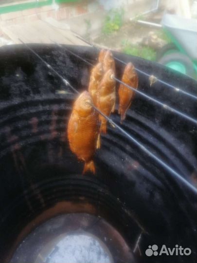 Натуральное Домашнее копчение под заказ