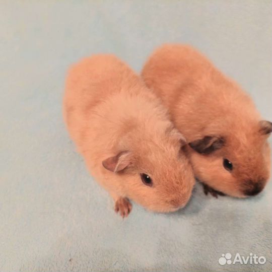 Морские свинки породы Рекс