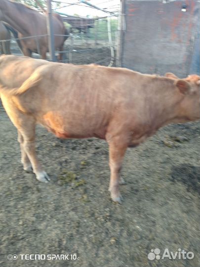 Сельхоз животные