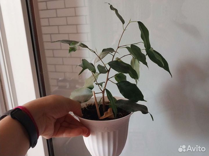 Фикус бенджамина