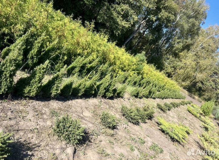 Можжевельник Пфитцериана