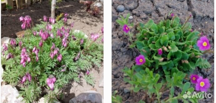 Примула и разбитое сердце