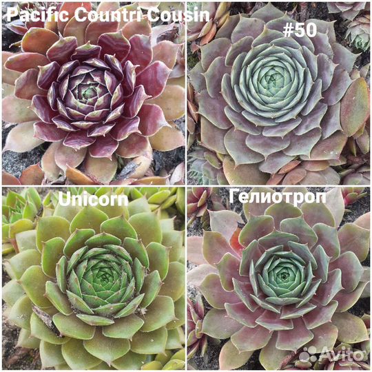 Молодило сортовое (каменная роза)