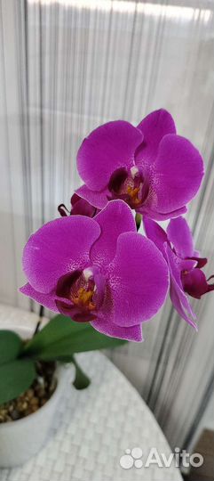 Орхидея фаленопсис