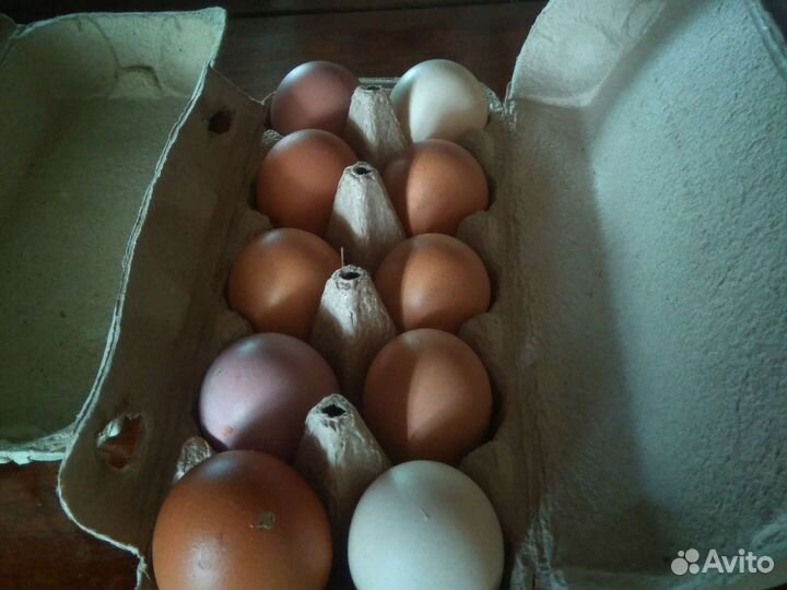 Домашние куриные яйца