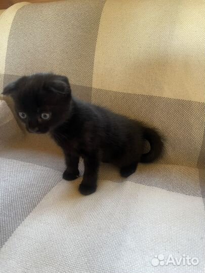 Котёнок шоталдский вислоухий