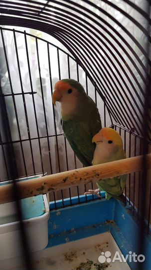 Неразлучники