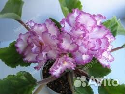 Детки сортовых фиалок